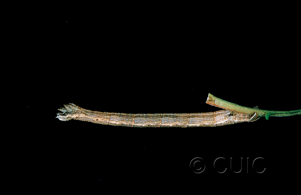 lateral view of larva Eulithis testata
