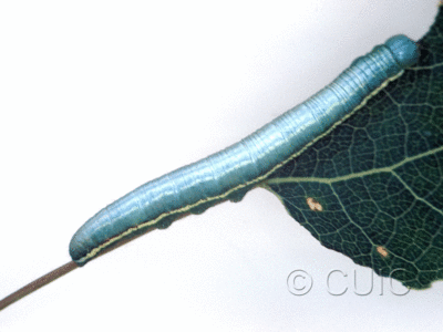 dorsal view of larva Gluphisia lintheri on Populus tremuloides in USA: NY