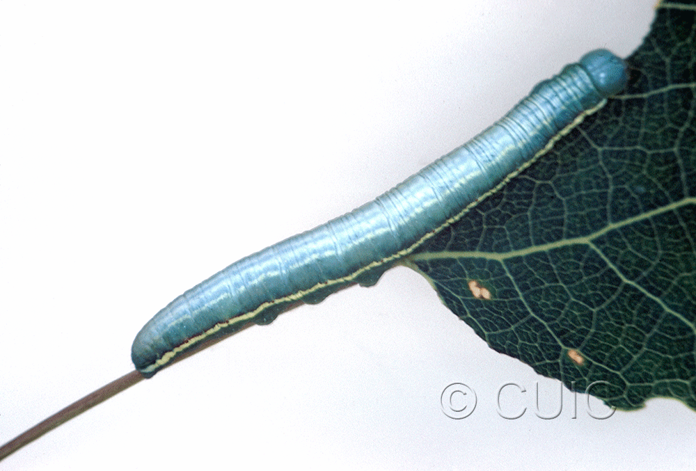 dorsal view of larva Gluphisia lintheri on Populus tremuloides in USA: NY