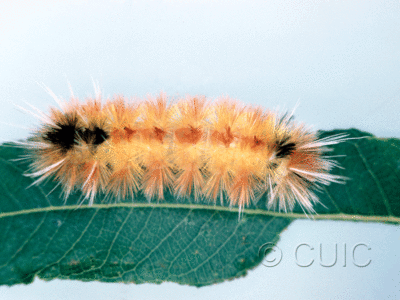 dorsal view of larva Halysidota davisii on Quercus in USA: AZ