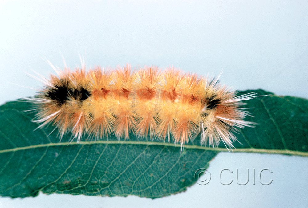 dorsal view of larva Halysidota davisii on Quercus in USA: AZ