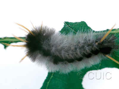 dorsal view of larva Halysidota davisii on Quercus in USA: AZ