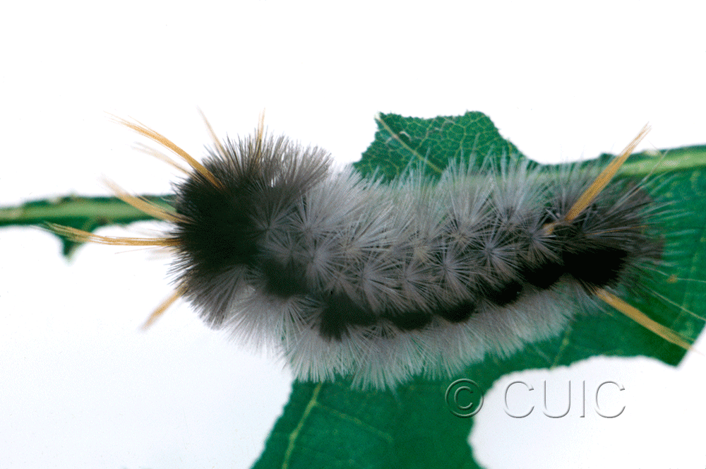dorsal view of larva Halysidota davisii on Quercus in USA: AZ