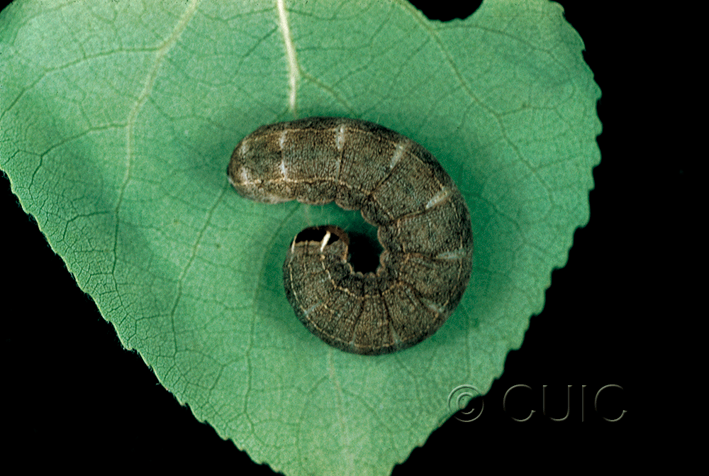 lateral view of larva Homoglaea hircina on Populus tremuloides in USA: NY