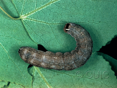 dorsal view of larva Homoglaea hircina on Populus tremuloides in USA: NY