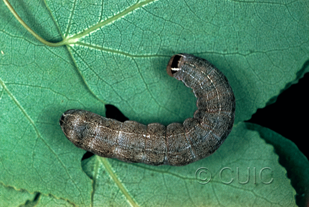 dorsal view of larva Homoglaea hircina on Populus tremuloides in USA: NY