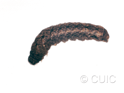 lateral view of larva Homorthodes n. sp. 1 on Lactuca & Quercus in USA: AZ
