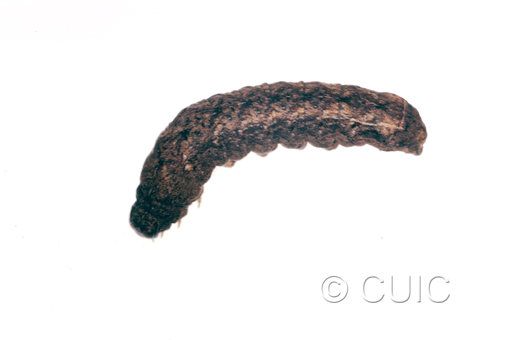 lateral view of larva Homorthodes n. sp. 1 on Lactuca & Quercus in USA: AZ