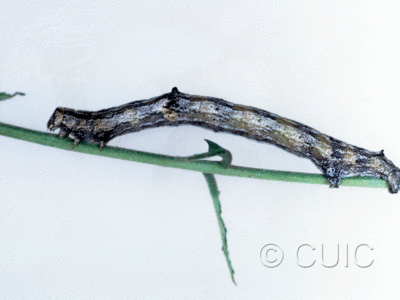 lateral view of larva Iridopsis on Robinia neomexicana in USA: AZ