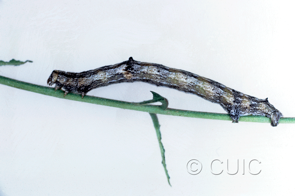 lateral view of larva Iridopsis on Robinia neomexicana in USA: AZ