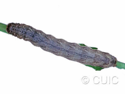 dorsal view of larva Mamestra curialis on Taraxacum in USA: MT