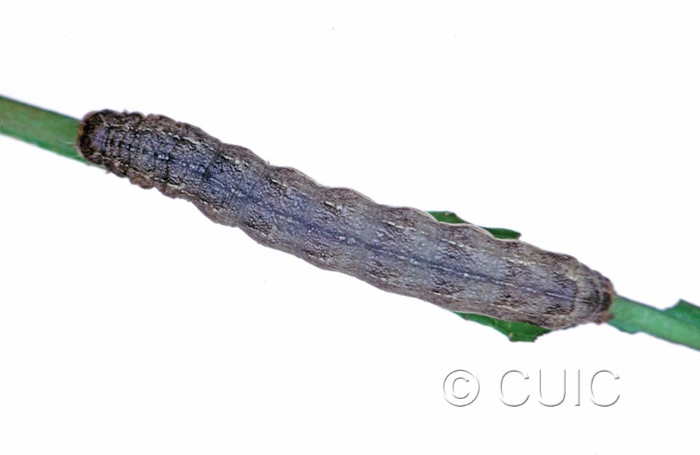 dorsal view of larva Mamestra curialis on Taraxacum in USA: MT