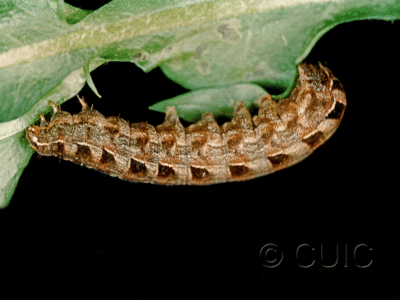 lateral view of larva Metalepsis salicarum on Taraxacum officinale in USA: NY