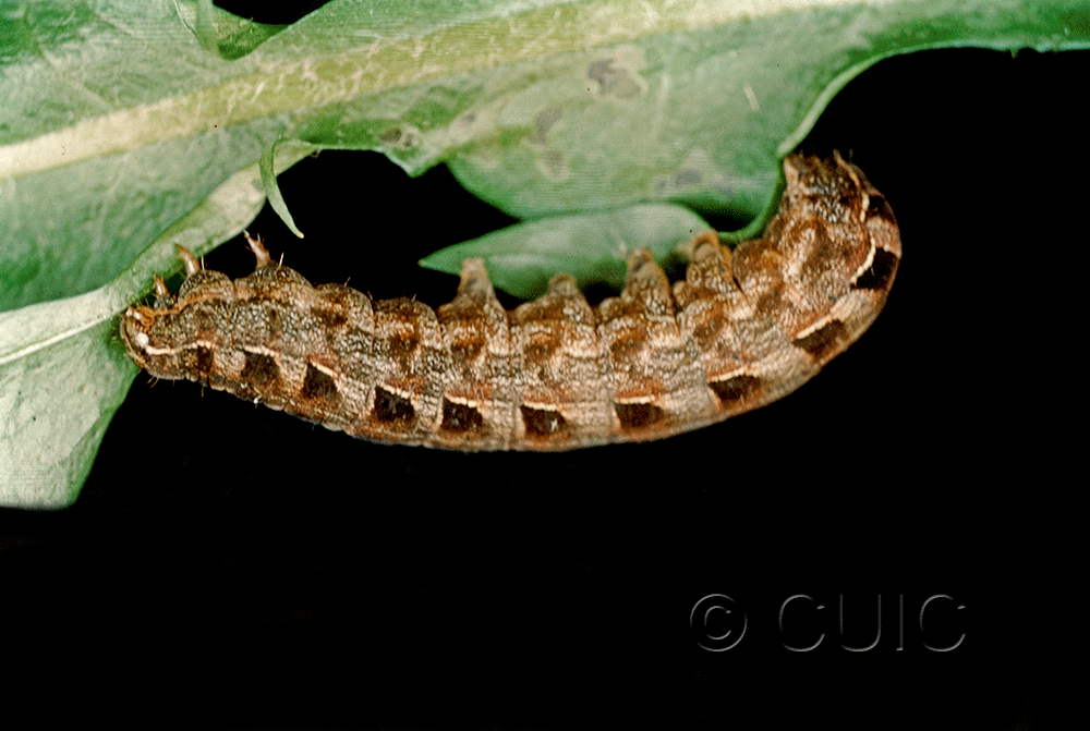 lateral view of larva Metalepsis salicarum on Taraxacum officinale in USA: NY