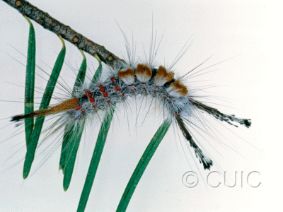 lateral view of larva Orgyia pseudotsuga on Pseudotsuga taxifolia in USA: AZ