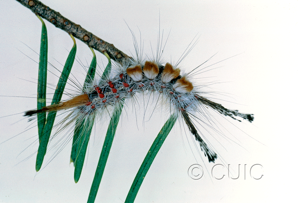 lateral view of larva Orgyia pseudotsuga on Pseudotsuga taxifolia in USA: AZ
