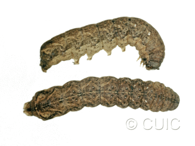 dorsal / lateral view of larva Orthodes bolteri or agrotiformis on Taraxacum in USA: AZ