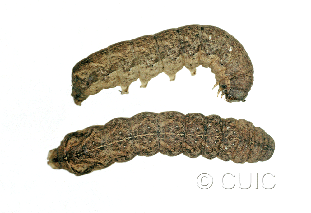 dorsal / lateral view of larva Orthodes bolteri or agrotiformis on Taraxacum in USA: AZ