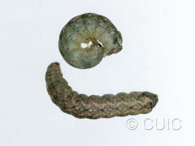 dorsal / lateral view of larva Orthodes bolteri or agrotiformis on Taraxacum in USA: AZ