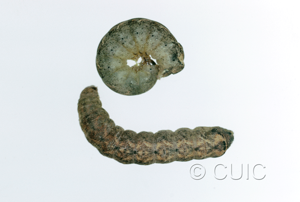 dorsal / lateral view of larva Orthodes bolteri or agrotiformis on Taraxacum in USA: AZ