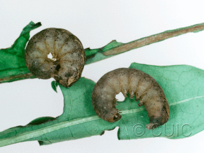 lateral view of larva Orthodes bolteri or agrotiformis on Taraxacum in USA: AZ