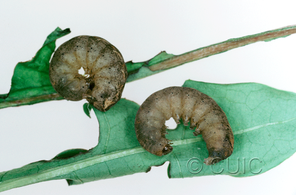 lateral view of larva Orthodes bolteri or agrotiformis on Taraxacum in USA: AZ