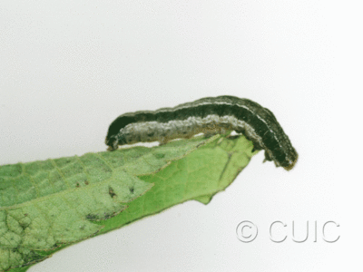 lateral view of larva Orthodes bolteri or agrotiformis on Taraxacum in USA: AZ