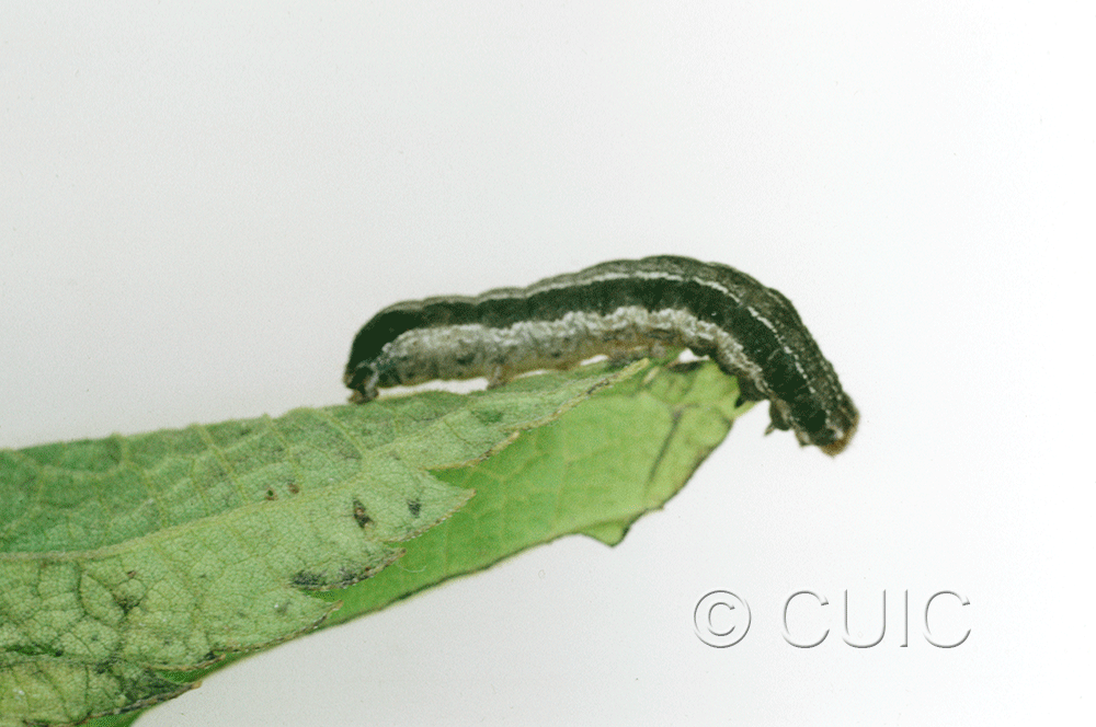 lateral view of larva Orthodes bolteri or agrotiformis on Taraxacum in USA: AZ
