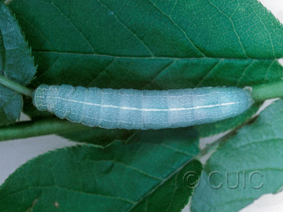 dorsal view of larva Orthosia hibisci in USA: NY