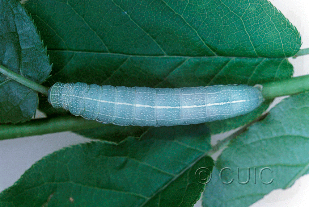 dorsal view of larva Orthosia hibisci in USA: NY