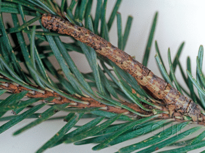 lateral view of larva Pero behrensaria on Pseudotsuga taxifolia in USA: AZ