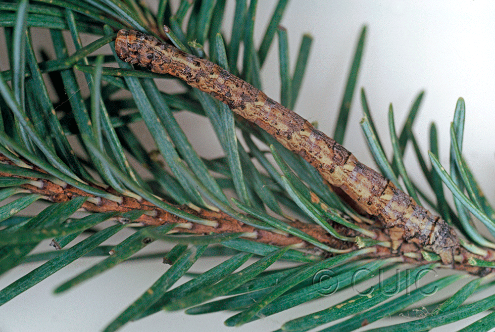 lateral view of larva Pero behrensaria on Pseudotsuga taxifolia in USA: AZ
