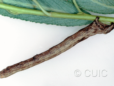 lateral view of larva Pero behrensaria on Pseudotsuga taxifolia in USA: AZ