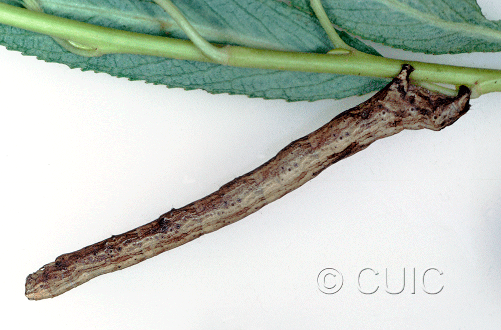 lateral view of larva Pero behrensaria on Pseudotsuga taxifolia in USA: AZ