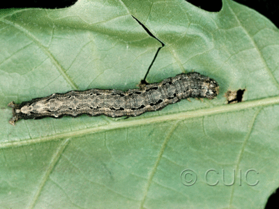 dorsal view of larva Phoberia atomanis