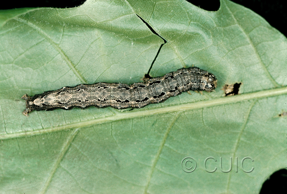 dorsal view of larva Phoberia atomanis