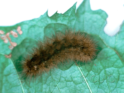 dorsal view of larva Phragmatobia fuliginosa on Taraxacum in USA: NY