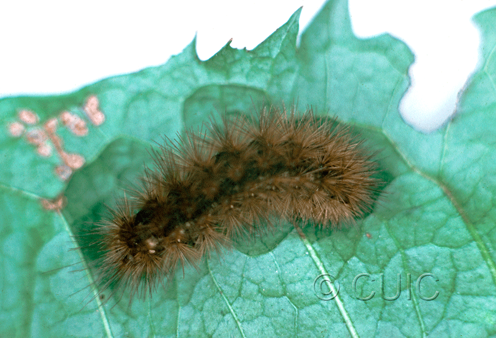 dorsal view of larva Phragmatobia fuliginosa on Taraxacum in USA: NY