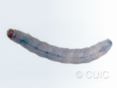 dorsal view of larva Psaphida on Prunus in USA: NY