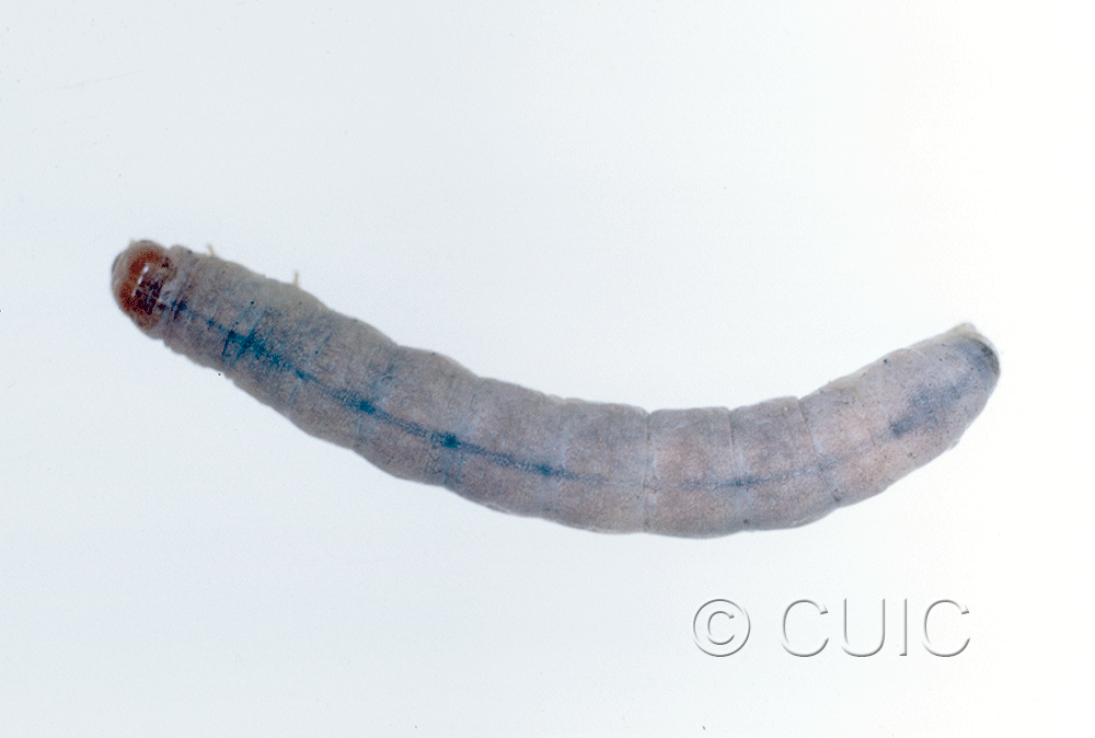 dorsal view of larva Psaphida on Prunus in USA: NY