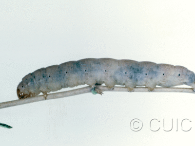 lateral view of larva Psaphida on Prunus in USA: NY