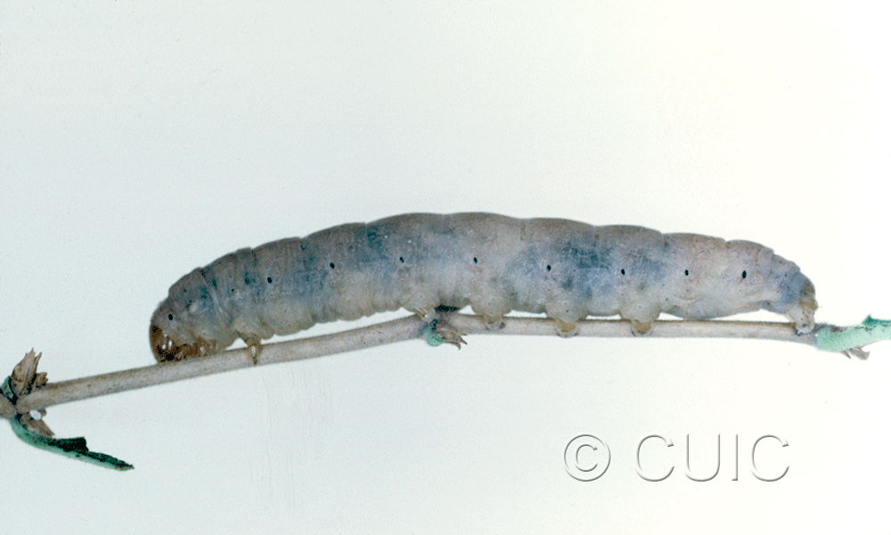 lateral view of larva Psaphida on Prunus in USA: NY