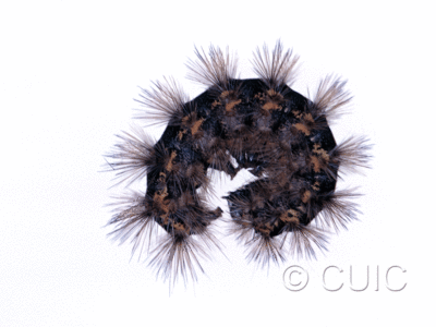 lateral view of larva Spilosoma congrua on Taraxacum in USA: SC