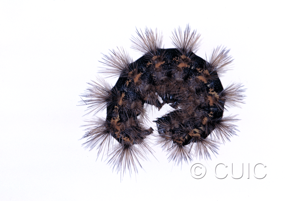 lateral view of larva Spilosoma congrua on Taraxacum in USA: SC
