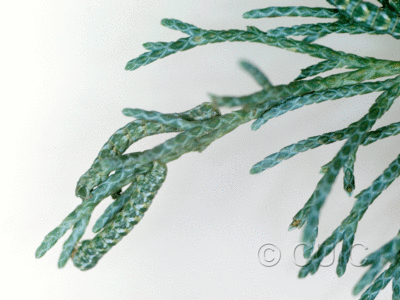 dorsal / lateral view of larva Stamnocnemis 1 in USA: AZ