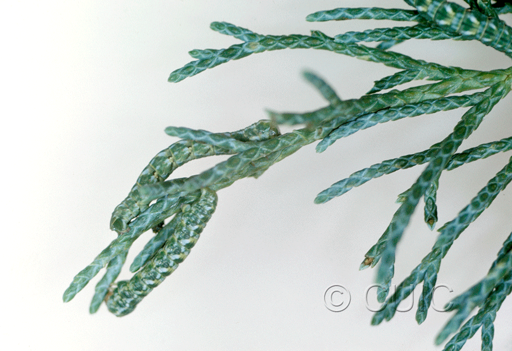 dorsal / lateral view of larva Stamnocnemis 1 in USA: AZ