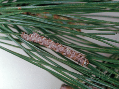 lateral view of larva Stenoporpia graciella on Pinus leiophylla in USA: AZ