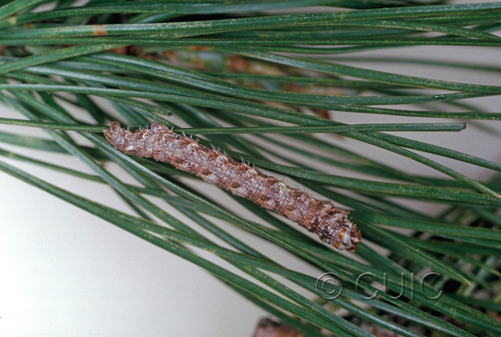 lateral view of larva Stenoporpia graciella on Pinus leiophylla in USA: AZ