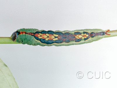 dorsal view of larva Theroa zethus on Spurges & Euphorbia tricolor in USA: AZ