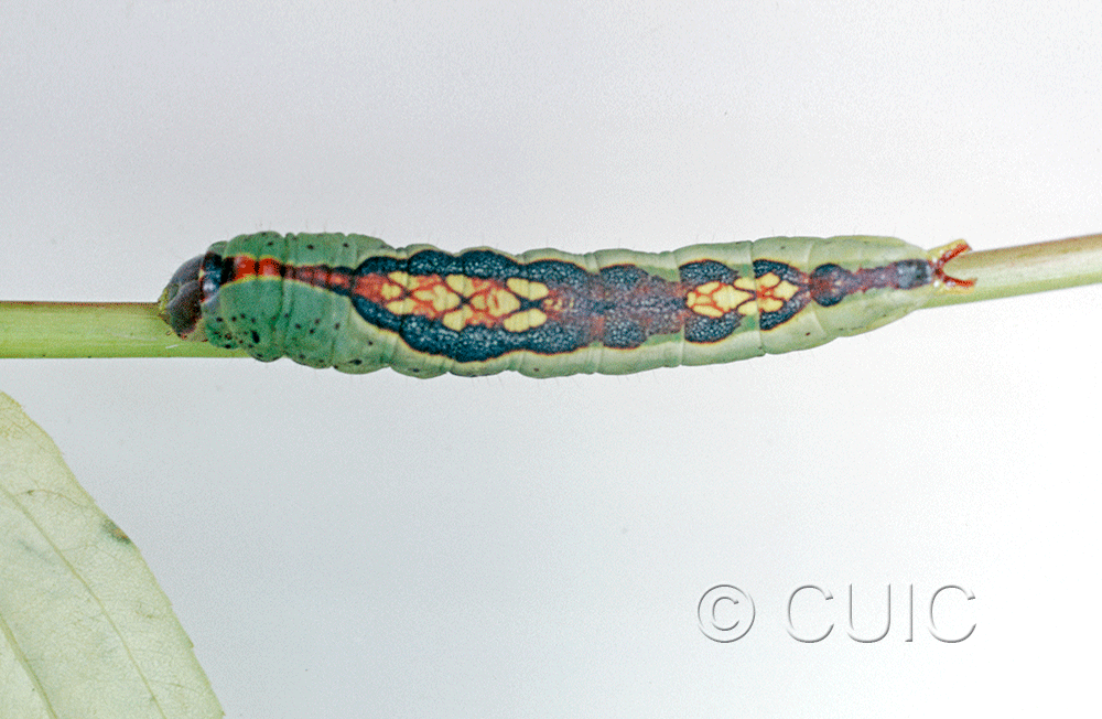 dorsal view of larva Theroa zethus on Spurges & Euphorbia tricolor in USA: AZ